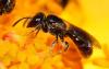 Lasioglossum sp.